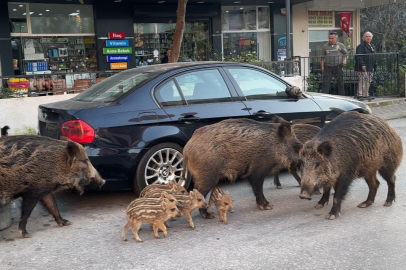 İzmir'de domuzlar sosyal hayatın parçası olmaya başladı