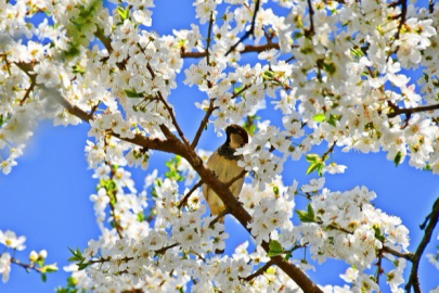 İznik çiçek açtı: Bahar renkleriyle büyülüyor