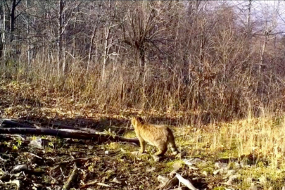 Ormanın gizemli sakini yaban kedisi görüntülendi