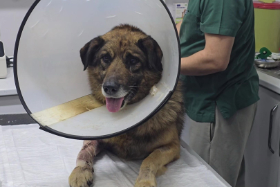 Havladığı için 4 kurşunla vurulan köpek hayata tutundu