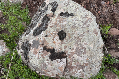 Taşların üzerindeki yosunları kına gibi kullanıyorlar