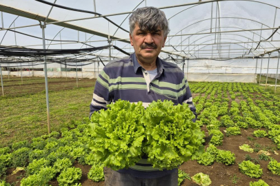 Tarlada ortalama 15 TL, tezgahlarda 100 TL'ye satılıyor