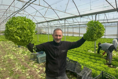 Geçen sene zararıyla ağlatan 'kıvırcık' bu yıl güldürdü