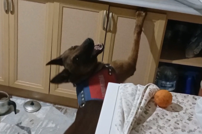 Burnuyla kokladı, patisiyle uyuşturucuların yerini gösterdi