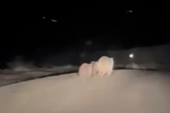 Kış uykusundan uyanan ayı ve yavruları yemek ararken görüntülendi