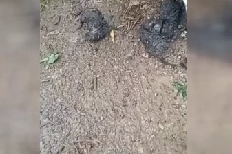 Temizlik işçilerinin dikkati, yavru kedileri ölümden kurtardı