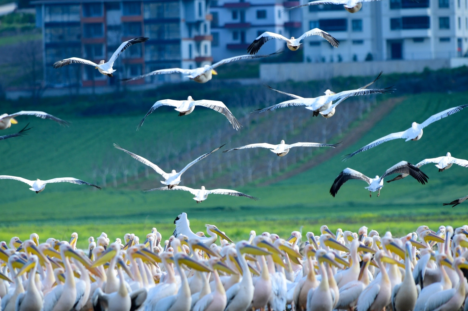Göç yolundaki pelikan sürüsünün Bursa molası