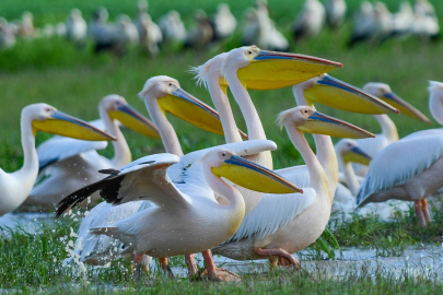 Göç yolundaki pelikan sürüsünün Bursa molası