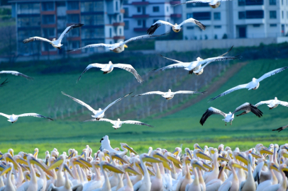 Göç yolundaki pelikan sürüsünün Bursa molası