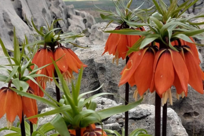 Bu çiçekleri koparmanın cezası 700 bin lirayı buluyor