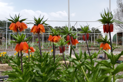 Ters laleyi koparmanın cezası 700 bin lira