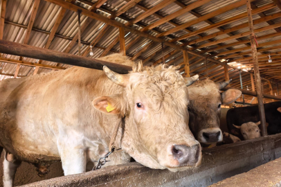 Tonluk 'Paşa' 500 bin lira