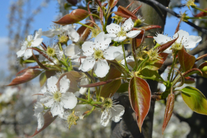 Bursa gelinliğini giydi! Bahar manzaraları büyüledi