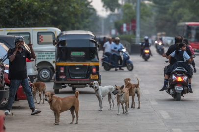 Hindistan’da 62 milyon sokak köpeği, sokakları işgal ediyor