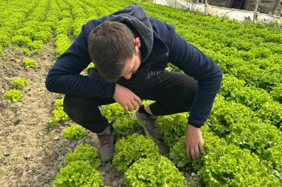 Bursa’da marul üreticisine moral: Fiyatlar memnun etti