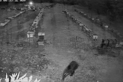 Bursa'da arı kovanlarına ayı saldırısı