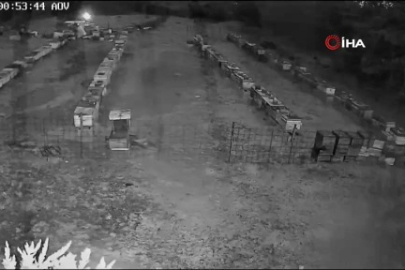 Bursa'da arı kovanlarına ayı saldırısı