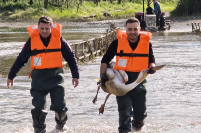 Bursa'da barajda mahsur kalan pelikan böyle kurtarıldı