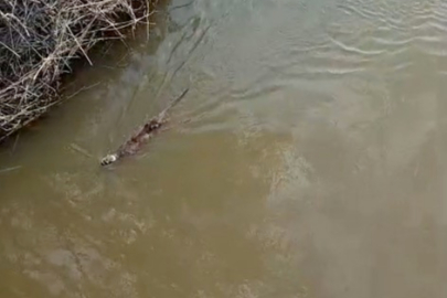 Bursa'da deredeki su samuru şaşırttı