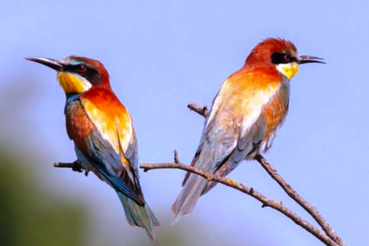Savcının objektifinden yaban hayatı
