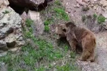 Tunceli'de ayı ve yavrusu dron ile görüntülendi