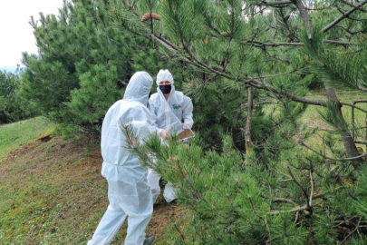 Bursa'da doğanın sessiz kahramanları görev başında