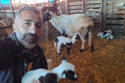 Çeşme sakızı ile Fransız koçunu birleştirdi, verimi katladı