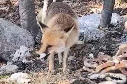 Bursa'da aç kalan tilkiler insanların yanına geldi