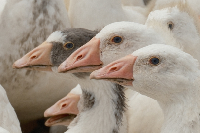 Yerli Anadolu kazında büyük atılım