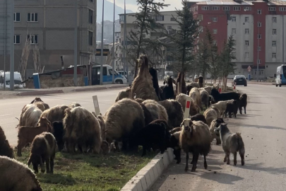 Koyunlar refüjde otladı, sürücüler bekledi