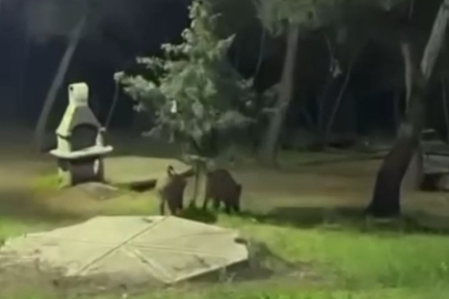 Bursa'da domuzlar piknik alanlarına indi