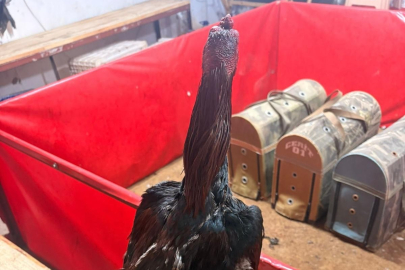 Horoz dövüşüne jandarma baskını