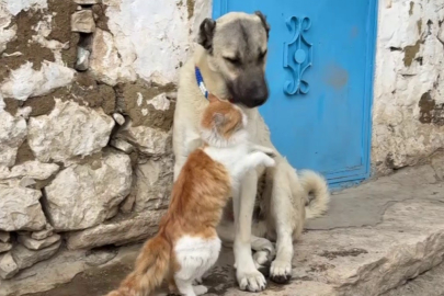 Kedi ile Kangal köpeklerinin dostluğu görenleri şaşırtıyor