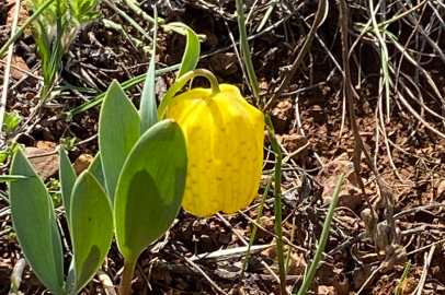Ters laleyi koparmanın cezası 700 bin TL