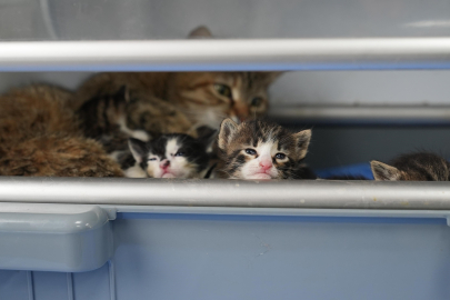 Süt anne kedi, 3 kediyi de sahiplendi