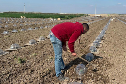 Tarım işçilerini ve çiftçileri en çok turfanda karpuz dikimi zorluyor