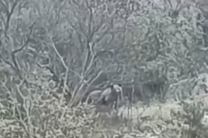 Orhaneli yolunda ayı paniği kamerada