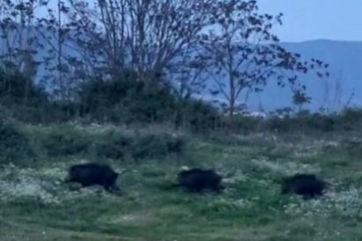 Bursa'da domuzlar şehir içinde görüntülendi