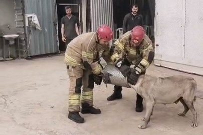 Hava filtresine sıkışan köpek kurtarıldı