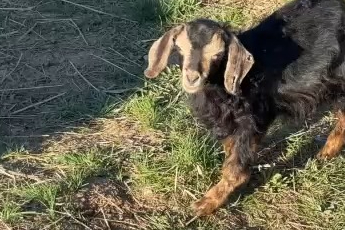 Engelli hayvanları bebek şefkatiyle büyütüyor