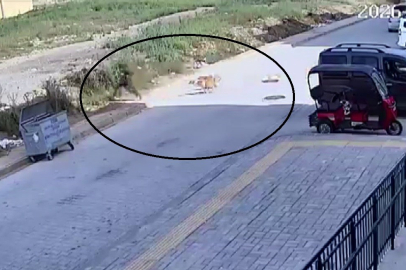 Sokak köpeklerinin saldırdığı 7 yaşındaki çocuk korku dolu anlar yaşadı