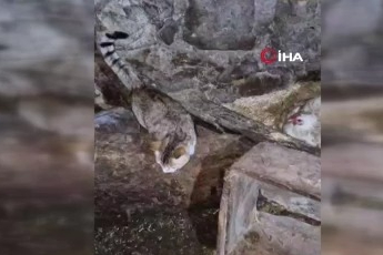Tavuk ile kedi arasında "Annelik krizi" kamerada