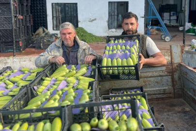 İznik'te mevsimin ilk kabak hasadı