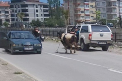 Saatlerce peşinden koştular: Kurbanlık dana ilçeyi birbirine kattı