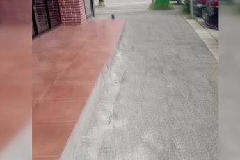 Yağmurdan kaçan yavru karga iş yerine sığındı