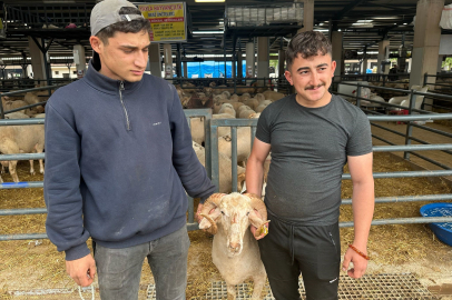 Bursa’daki kurban pazarında “Gergedan Koç” şaşkınlığı