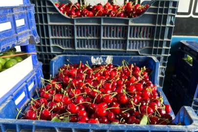 Bursa'da mevsimin ilk karabodur kirazı hasadı başladı