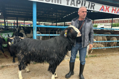 Bursa'daki kurban pazarının şampiyon keçisi rekor fiyata satıldı