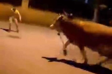Bursa'da dana paniği...