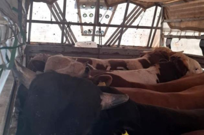 Kaçak kurbanlık operasyonu: Kaçak 126 kurbanlık yakalandı